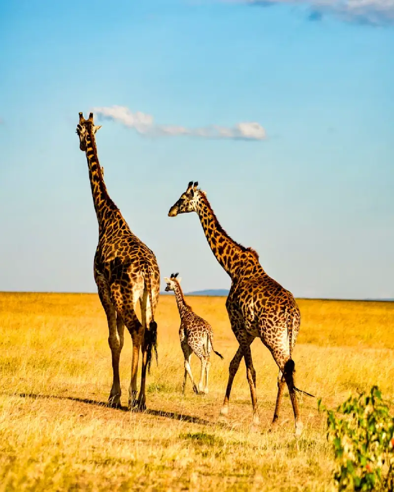 Kenya
